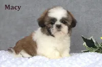 Macy, a female Shih Tzu for sale in Clare, MI – Photo 2 of 3