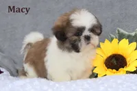 Macy, a female Shih Tzu for sale in Clare, MI – Photo 3 of 3