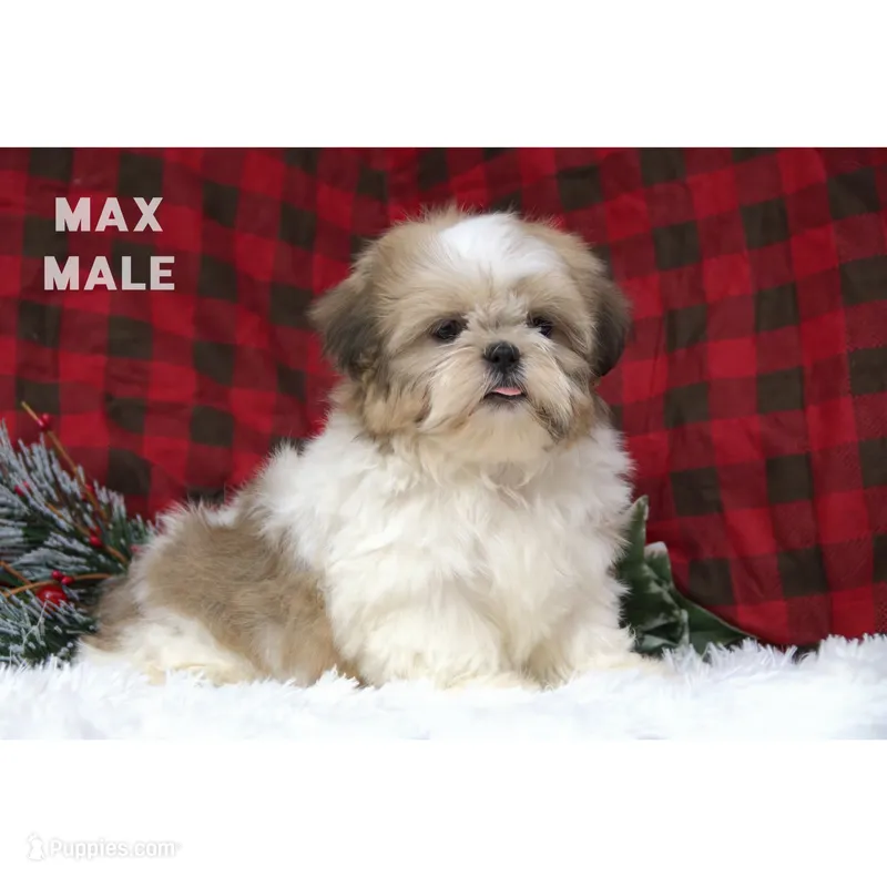 MAX