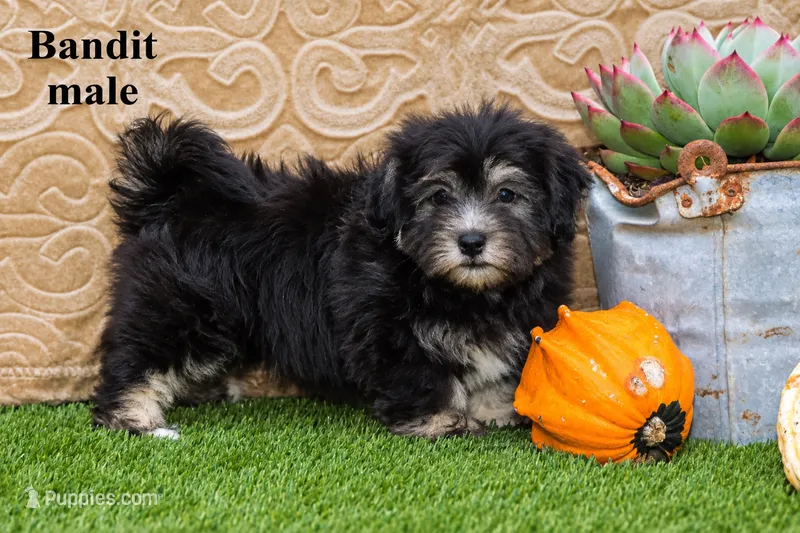 Bandit – Havanese puppy for sale in Clare, MI