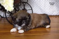 🥜 Peanut, a male Shih Tzu for sale in Clare, MI – 5 of 5