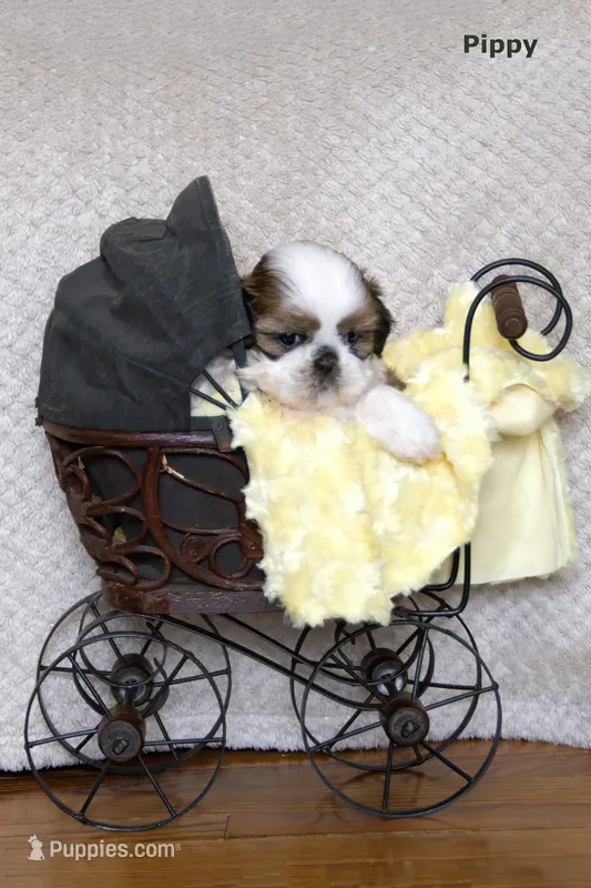 Pippy – Shih Tzu puppy for sale in Clare, MI