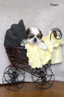 Pippy, a female Shih Tzu for sale in Clare, MI – 1 of 4