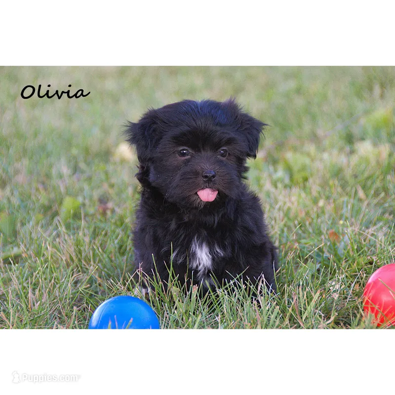 Olivia – Havanese puppy for sale in Clare, MI