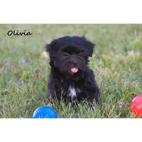 Olivia, a female Havanese for sale in Clare, MI – 1 of 3