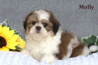 Molly, a female Shih Tzu for sale in Clare, MI – Photo 1 of 3