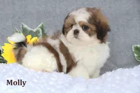 Molly, a female Shih Tzu for sale in Clare, MI – Photo 2 of 3