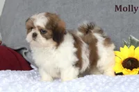 Molly, a female Shih Tzu for sale in Clare, MI – Photo 3 of 3