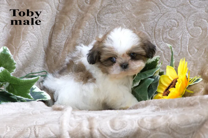 Toby – Shih Tzu puppy for sale in Clare, MI