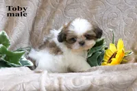 Toby, a male Shih Tzu for sale in Clare, MI – 1 of 2