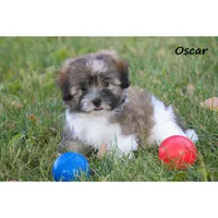 Oliver, a male Havanese for sale in Clare, MI – 2 of 3