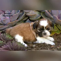 Rose, a female Shih Tzu for sale in Clare, MI – 2 of 2
