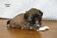 🥜 Peanut, a male Shih Tzu for sale in Clare, MI – 4 of 5