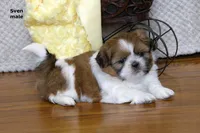 Sven, a male Shih Tzu for sale in Clare, MI – 1 of 4