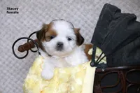 Stacey, a female Shih Tzu for sale in Clare, MI – 7 of 7