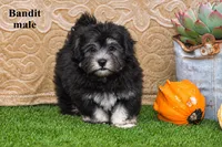 Bandit, a male Havanese for sale in Clare, MI – 3 of 3