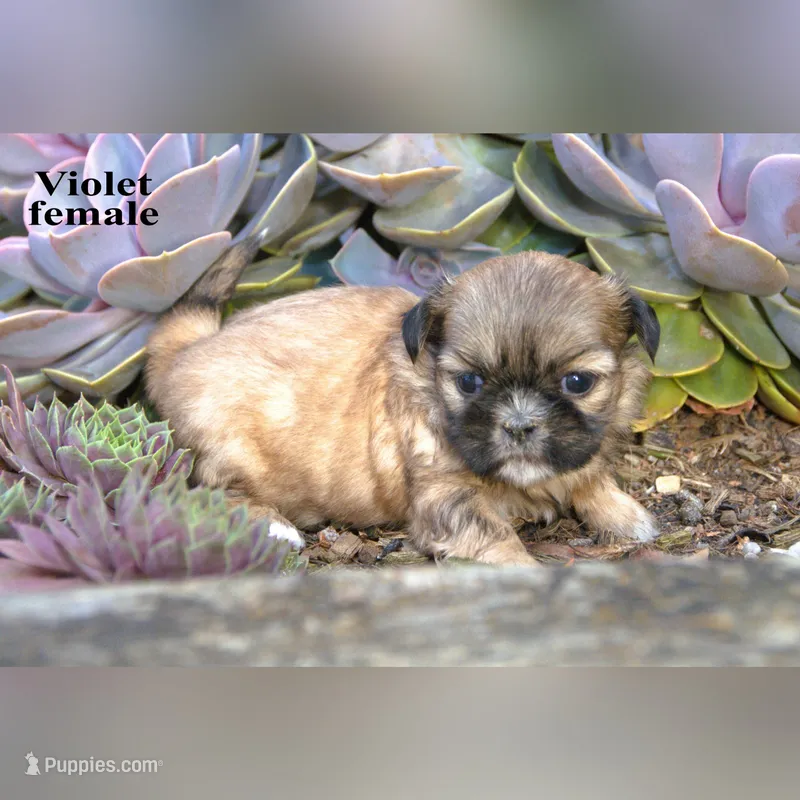 Violet – Shih Tzu puppy for sale in Clare, MI