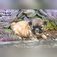 Violet, a female Shih Tzu for sale in Clare, MI – 1 of 3