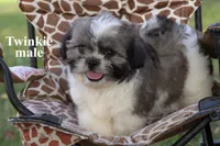 Twinkie, a male Shih Tzu for sale in Clare, MI – 2 of 3