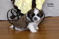 Punkin, a male Shih Tzu for sale in Clare, MI – 3 of 3