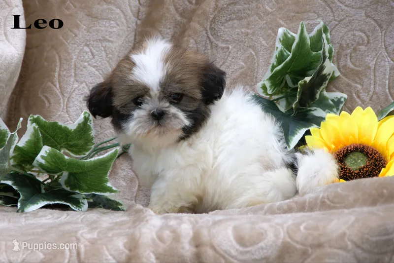 Leo – Shih Tzu puppy for sale in Clare, MI