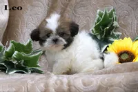 Leo, a male Shih Tzu for sale in Clare, MI – 1 of 2