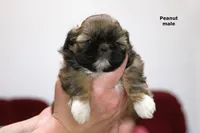 🥜 Peanut, a male Shih Tzu for sale in Clare, MI – 2 of 5