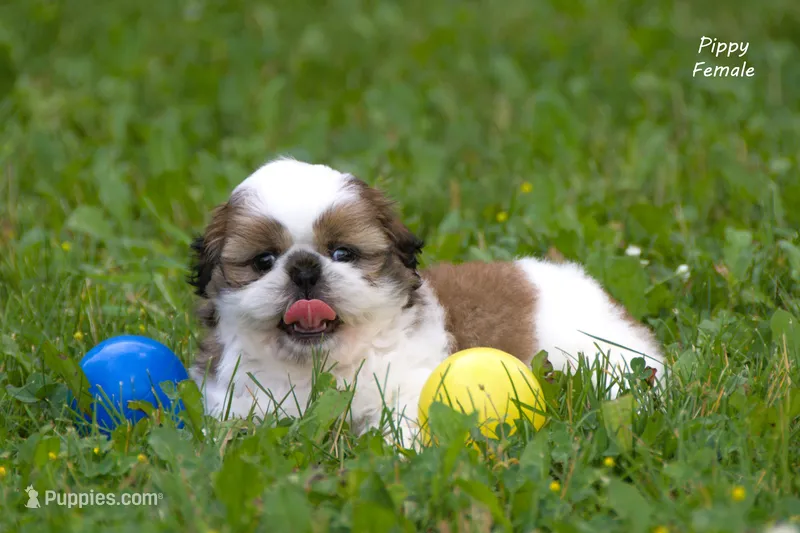 Pippy – Shih Tzu puppy for sale in Clare, MI