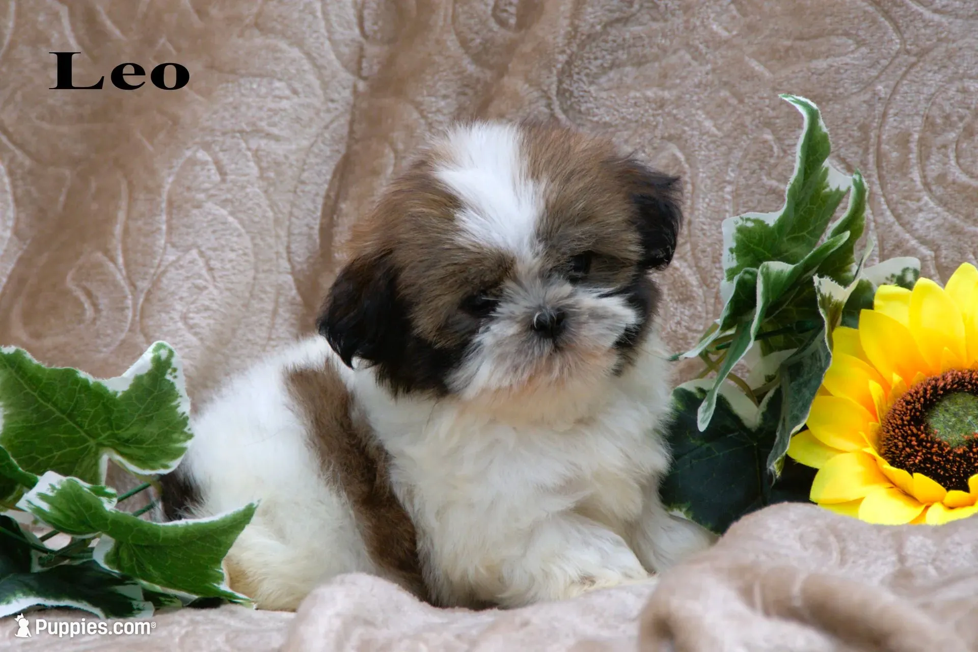 Leo, a male Shih Tzu for sale in Clare, MI – 2 of 2