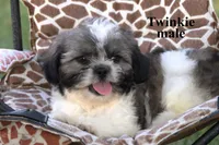 Twinkie, a male Shih Tzu for sale in Clare, MI – 3 of 3
