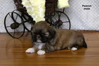 🥜 Peanut, a male Shih Tzu for sale in Clare, MI – 3 of 5