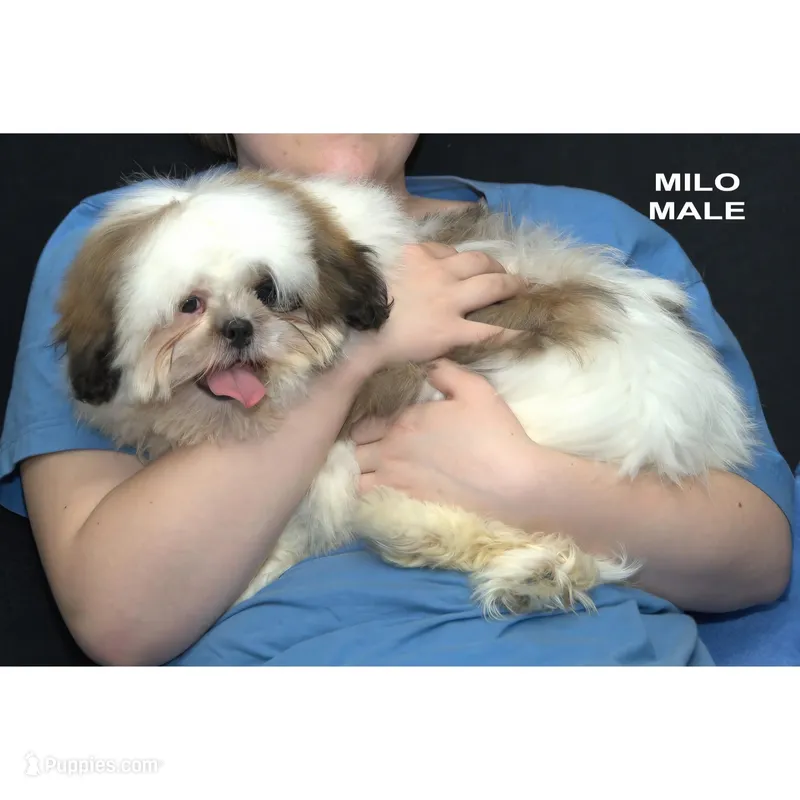 Milo – Shih Tzu puppy for sale in Clare, MI