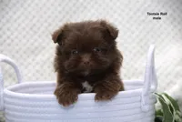 Tootsie Roll, a male Pomeranian and Shih Tzu for sale in Clare, MI – 1 of 5