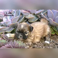 Lily, a female Shih Tzu for sale in Clare, MI – 3 of 3