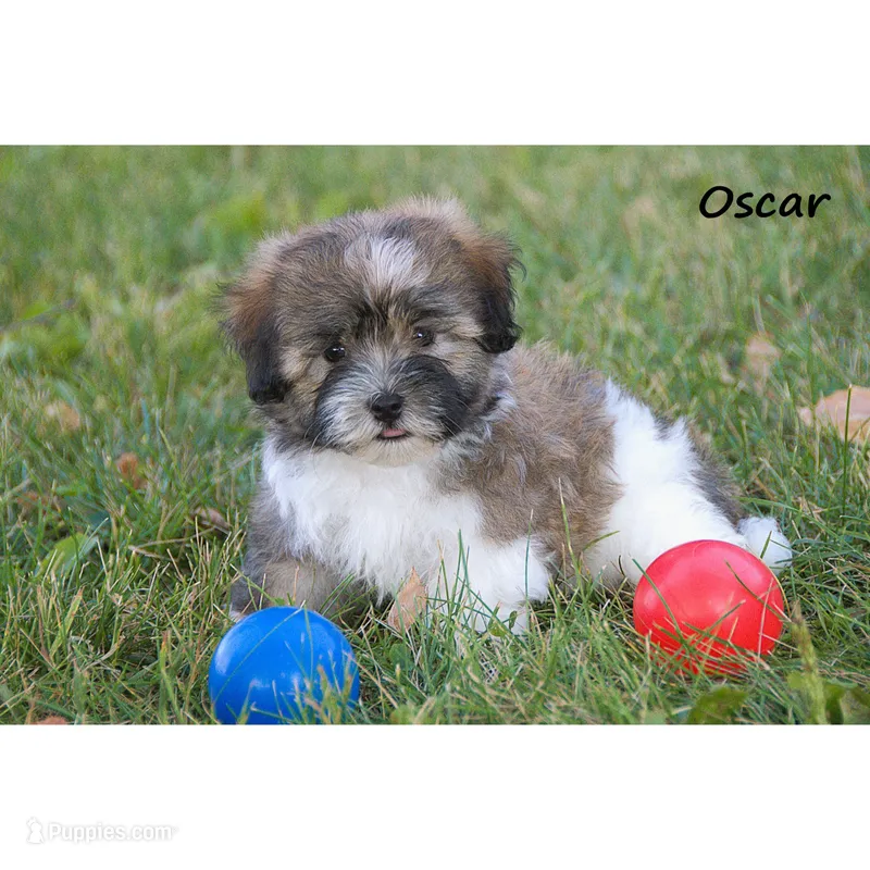 Oscar – Havanese puppy for sale in Clare, MI