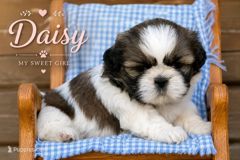 Daisy – Shih Tzu puppy on hold in Clare, MI