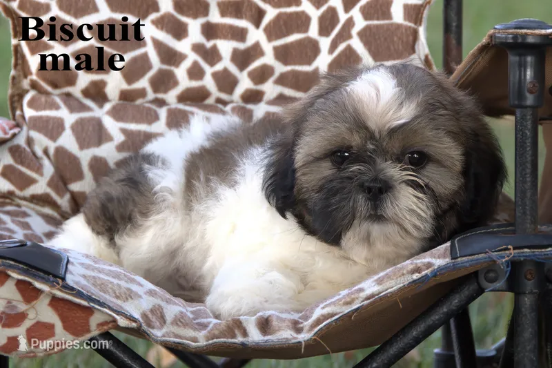Biscuit – Shih Tzu puppy for sale in Clare, MI