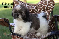Biscuit, a female Shih Tzu for sale in Clare, MI – 2 of 3