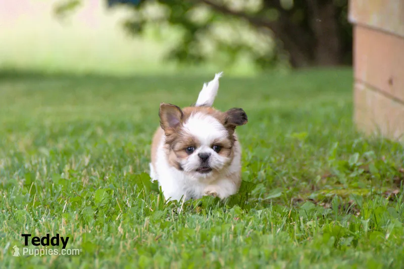 Teddy – Shih Tzu puppy for sale in Clare, MI