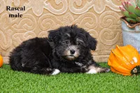 Rascal, a male Havanese for sale in Clare, MI – 3 of 3