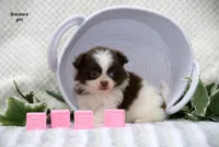 Snickers, a female Pomeranian and Shih Tzu for sale in Clare, MI – 3 of 4