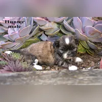 Hunter, a male Shih Tzu for sale in Clare, MI – 2 of 2