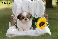 Molly, a female Shih Tzu for sale in Clare, MI – 1 of 4