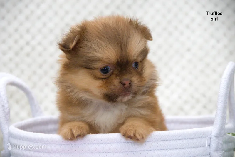 Truffles – Pomeranian, Shih Tzu puppy for sale in Clare, MI