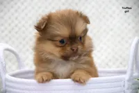 Truffles, a female Pomeranian and Shih Tzu for sale in Clare, MI – 1 of 5