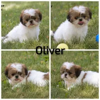Oliver, a male Shih Tzu for sale in Clare, MI – 5 of 5
