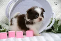 Snickers, a female Pomeranian and Shih Tzu for sale in Clare, MI – 4 of 4