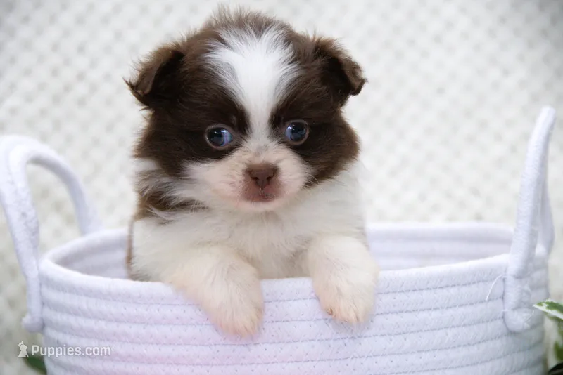 Snickers – Pomeranian, Shih Tzu puppy for sale in Clare, MI