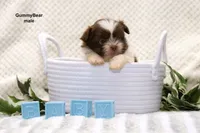 Gummy Bear, a male Pomeranian and Shih Tzu for sale in Clare, MI – 4 of 5