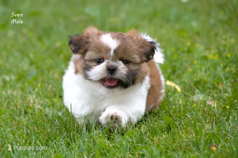 Sven – Shih Tzu puppy for sale in Clare, MI